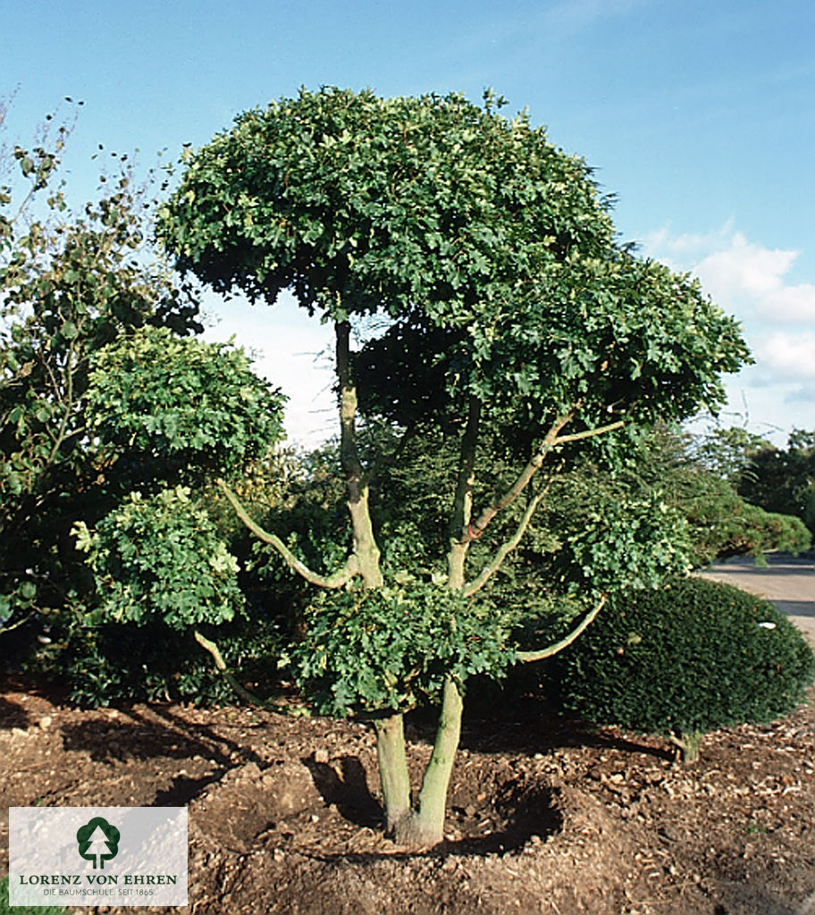 Ein Acer campestre als Großbonsai gezogen. 