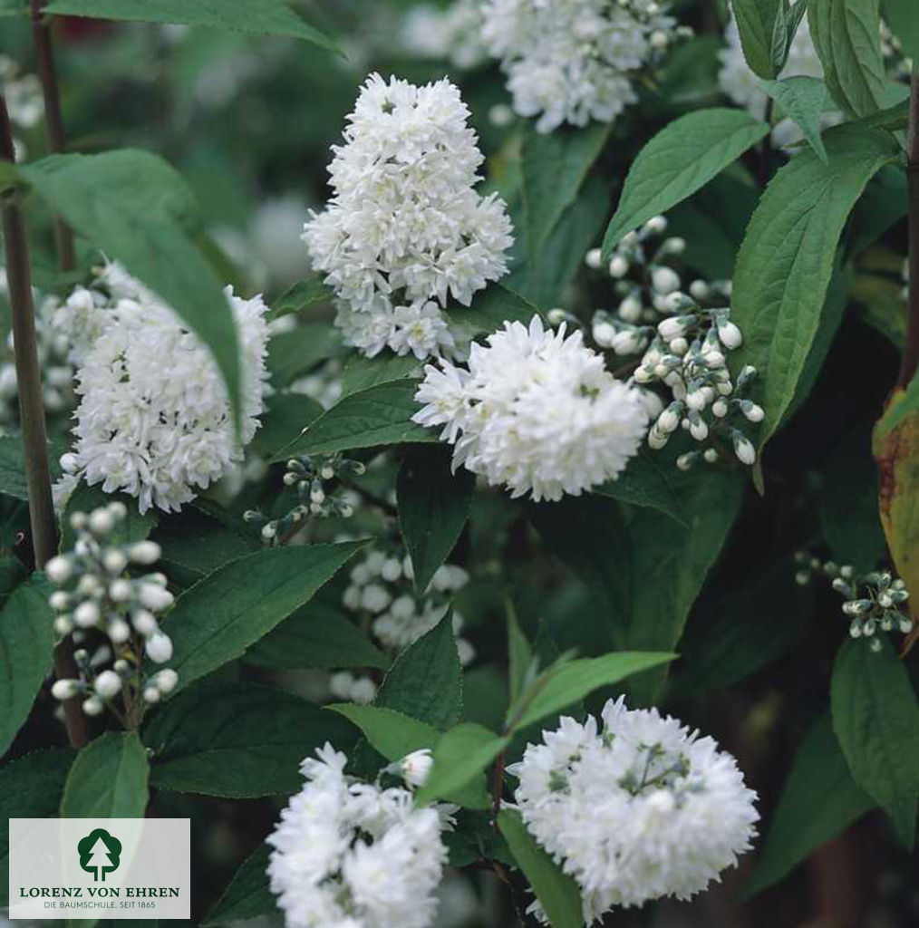 Deutzia scabra 'Pride of Rochester'