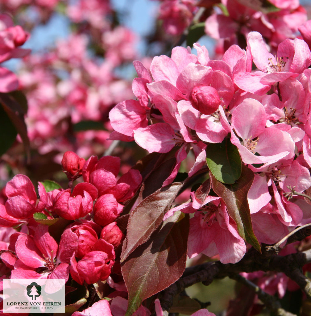 Malus 'Rudolph'