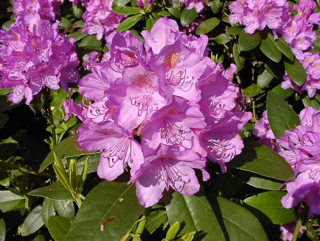 Rhododendron Hybride 'Catawbiense Grandiflorum' mit großer,  gelb-lila Blüte mit Basalfleck.