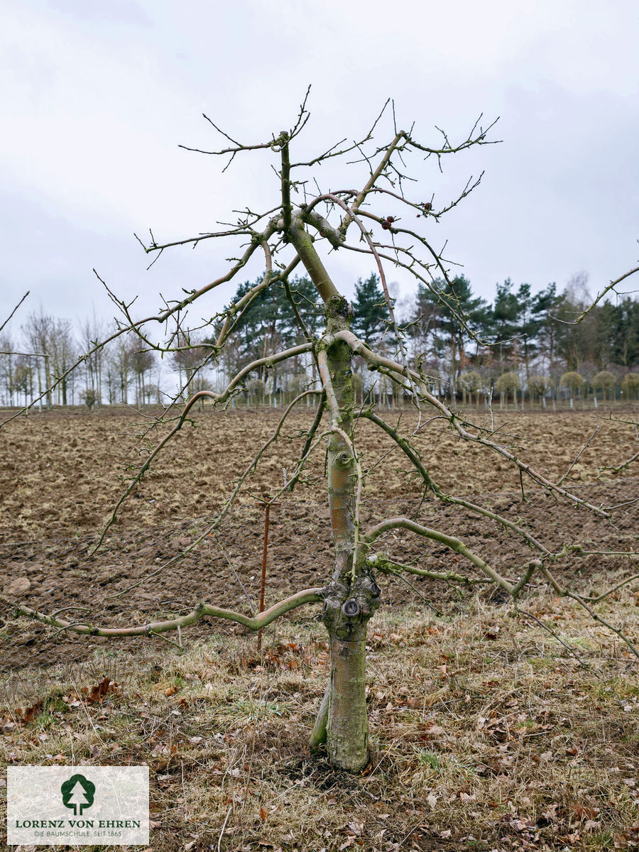 Malus domestica 'Ingrid Marie'