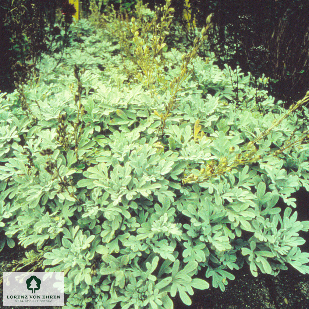 Artemisia stelleriana