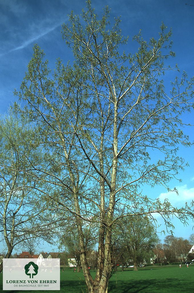 Populus balsamifera