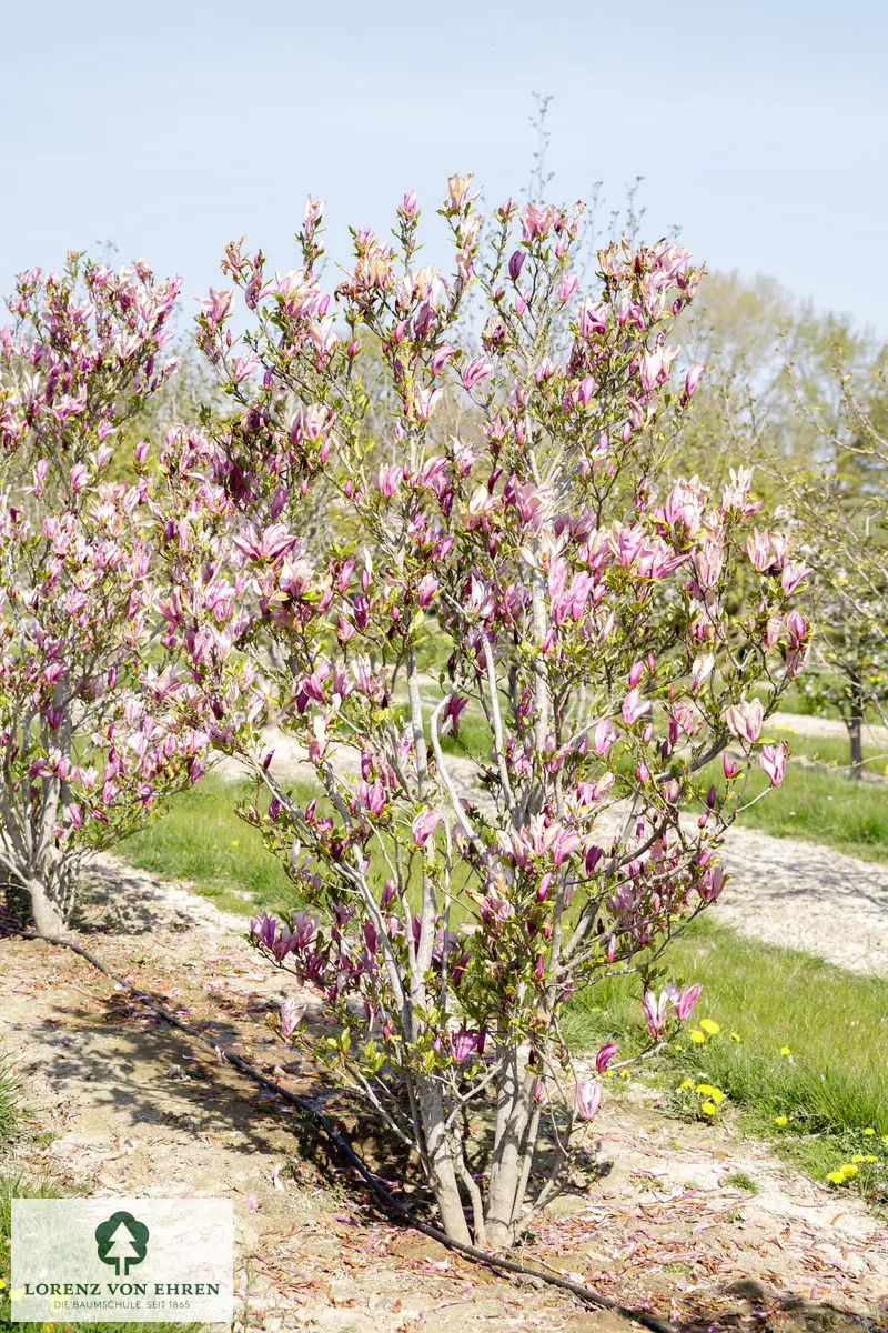 Magnolia liliiflora 'Susan'