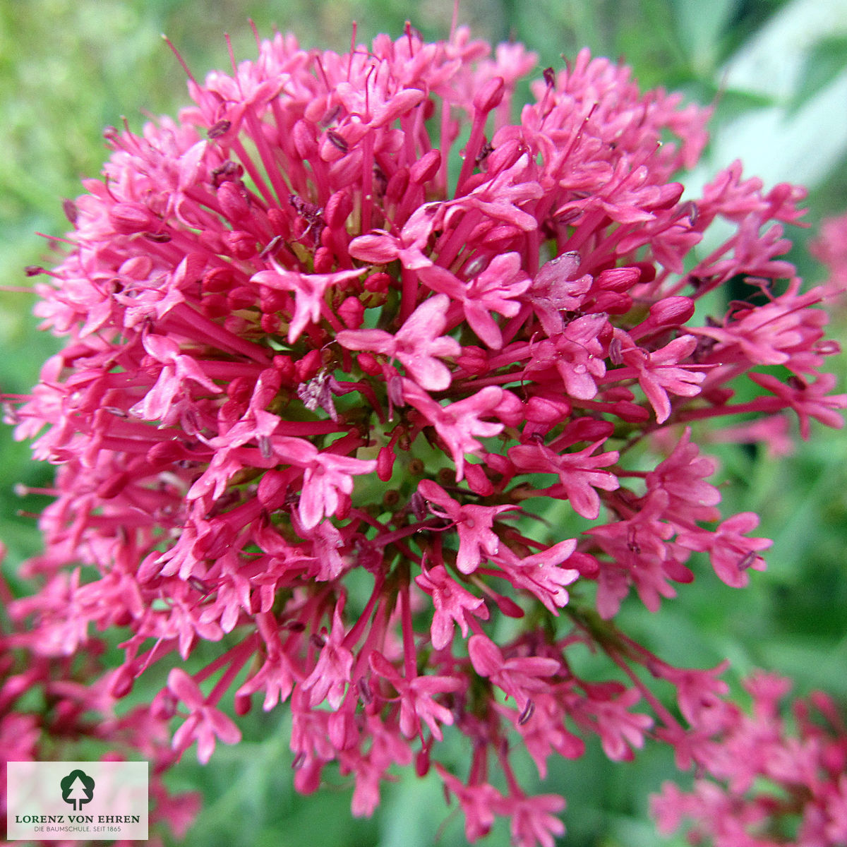 Centranthus ruber 'Coccineus'