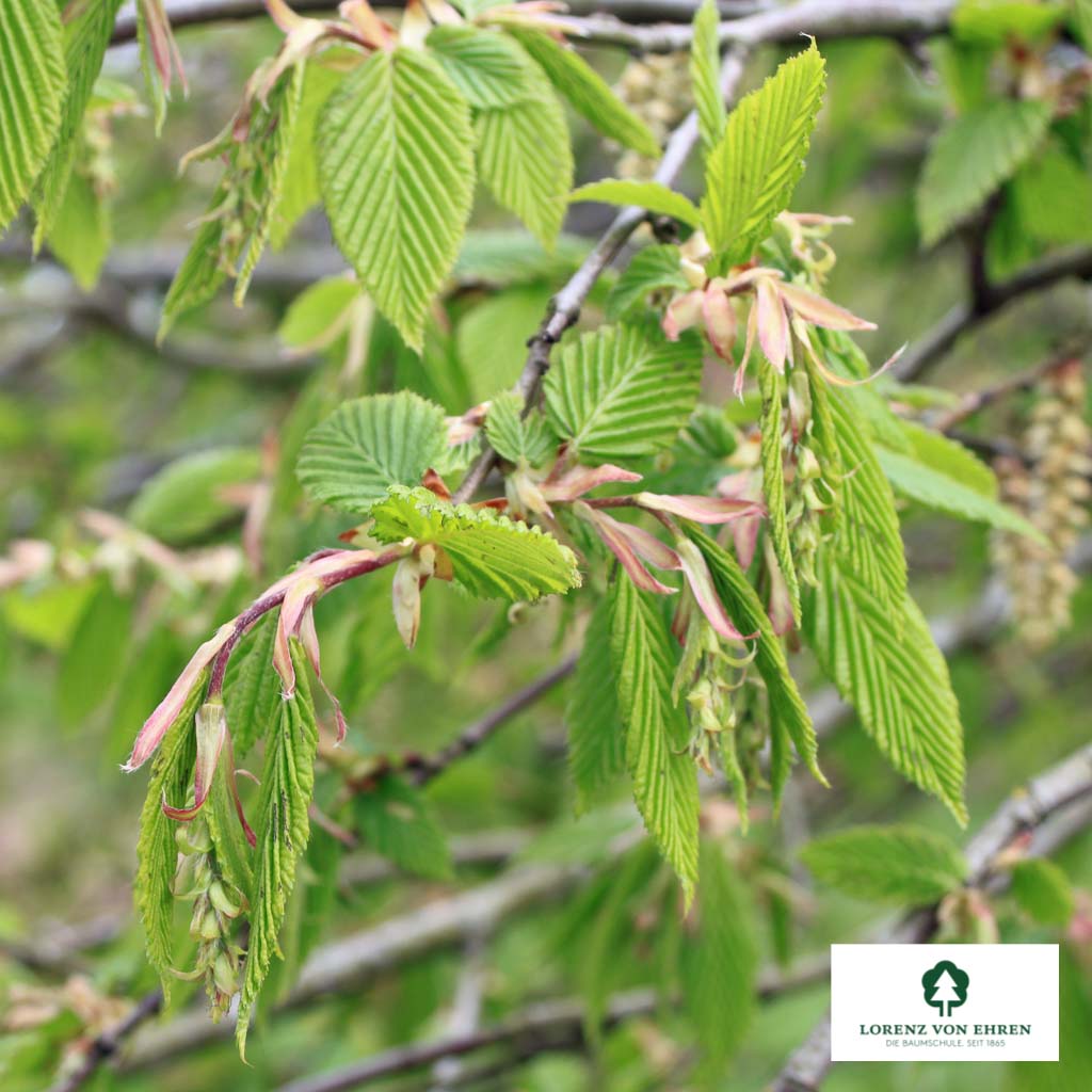 Carpinus betulus 'Pendula'