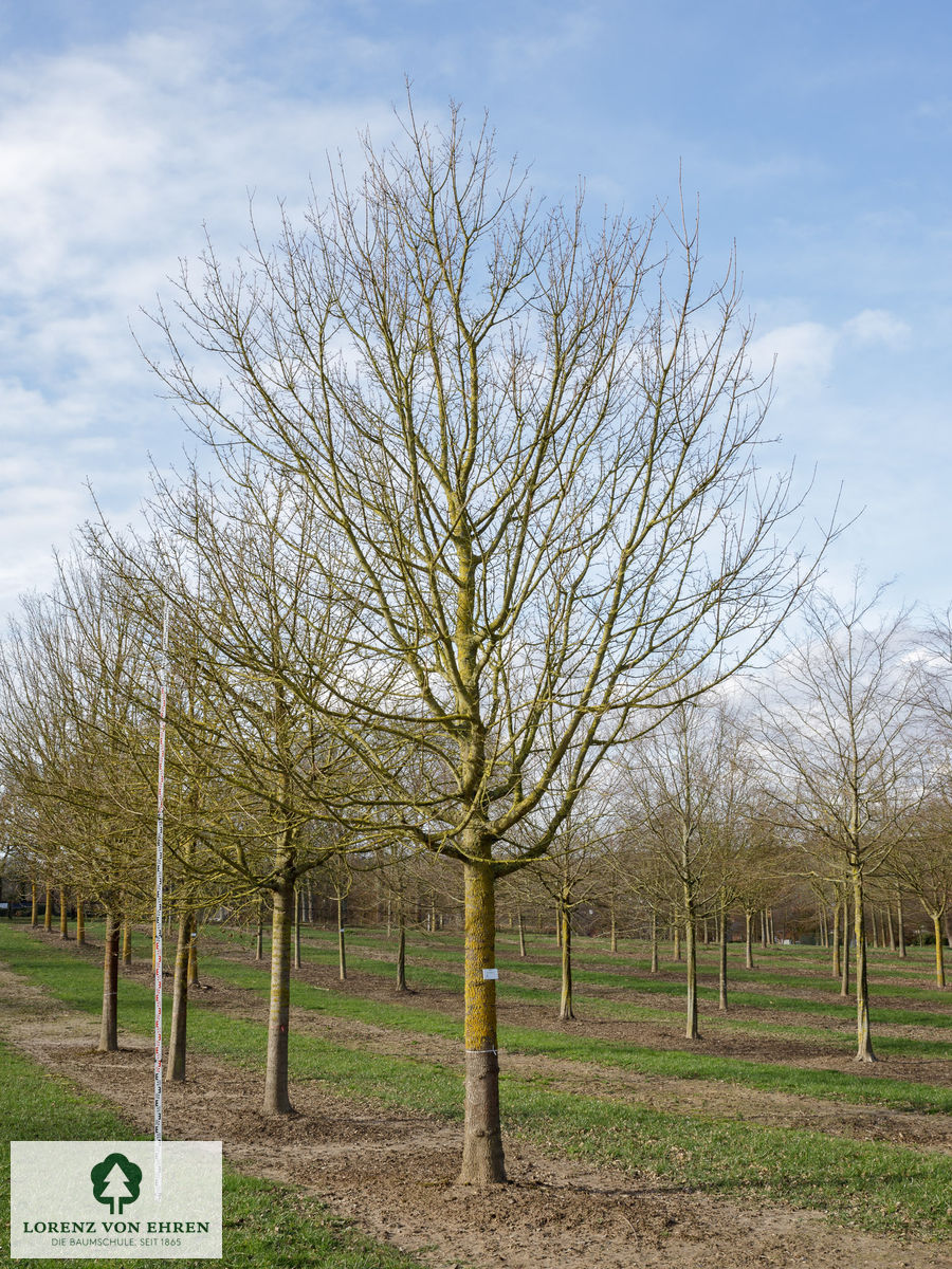 Acer campestre 'Queen Elizabeth'