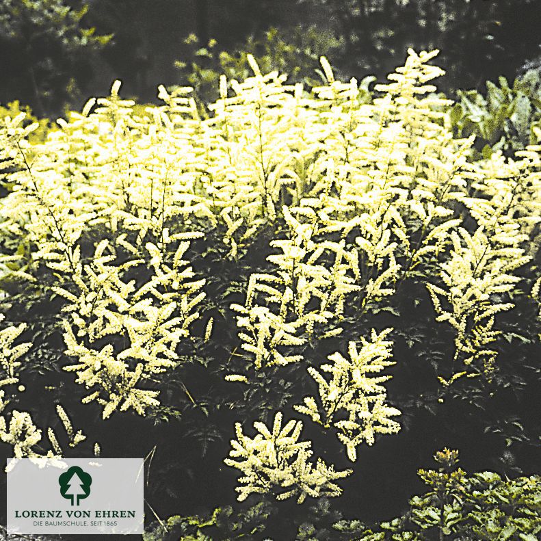 Aruncus aethusifolius