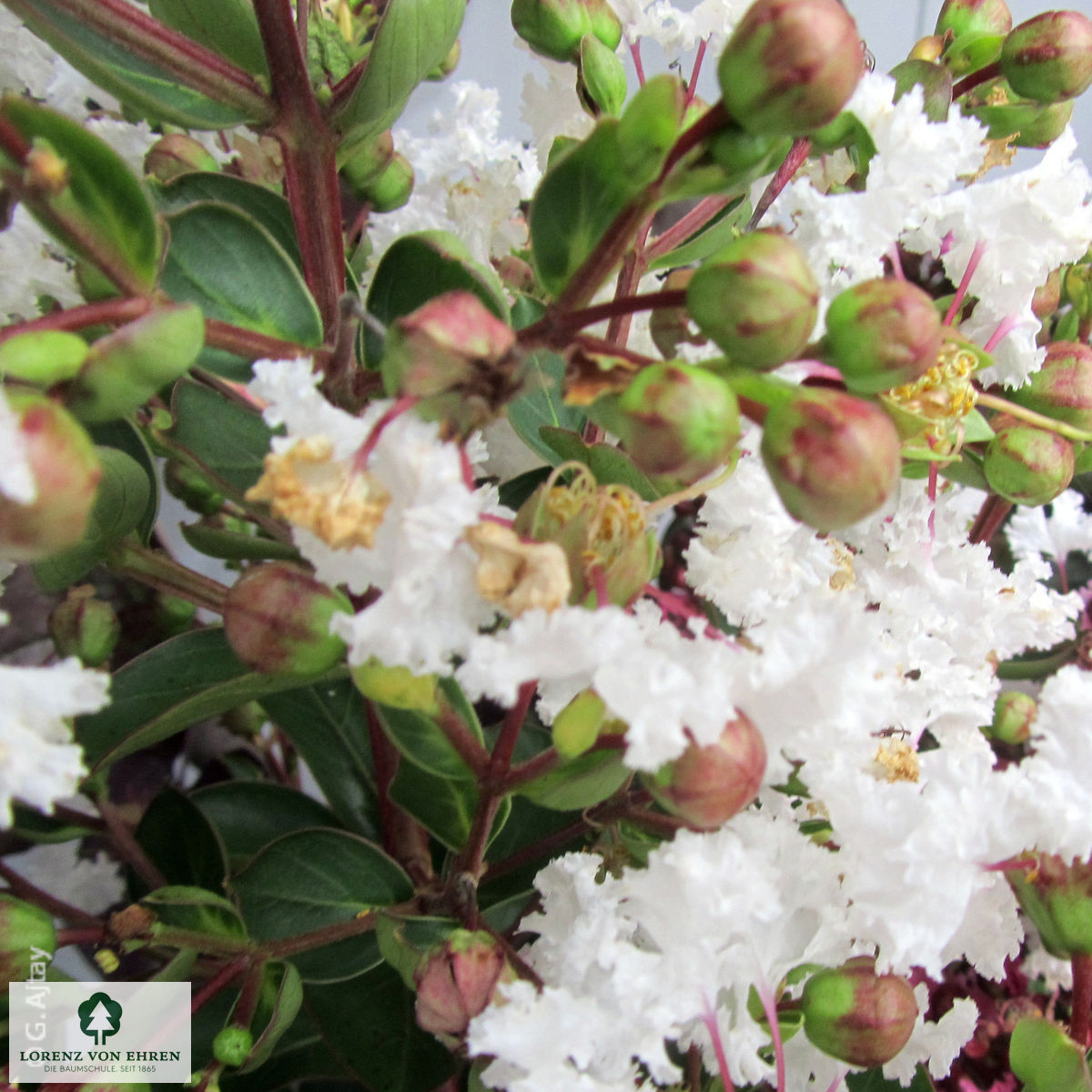 Lagerstroemia indica 'in Farben'