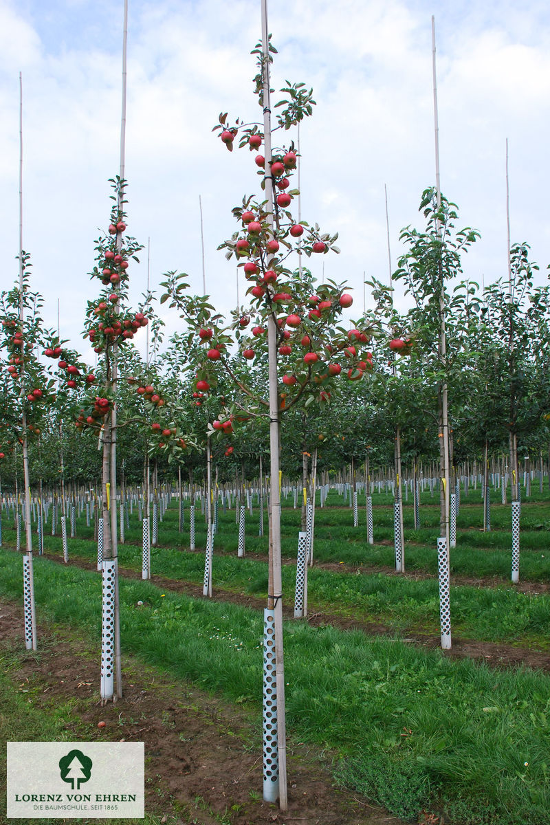 Malus domestica 'Topaz'