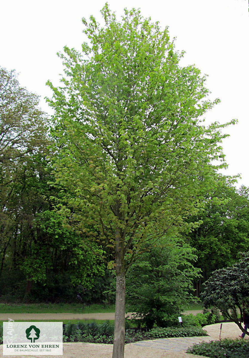 Acer saccharinum 'Pyramidale'