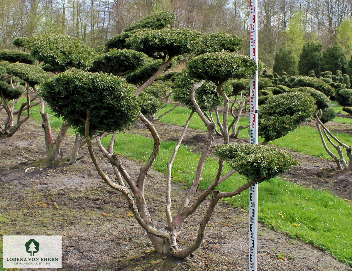 Taxus media 'Thayerae'