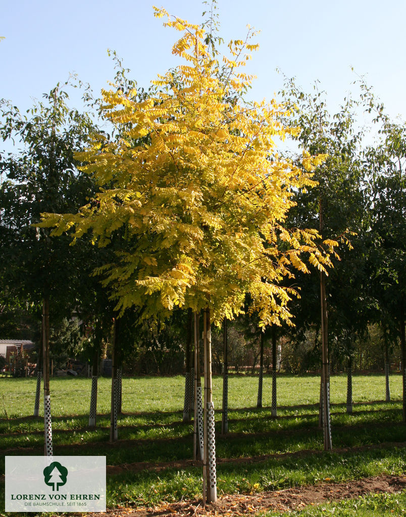 Robinia pseudoacacia 'Frisia'