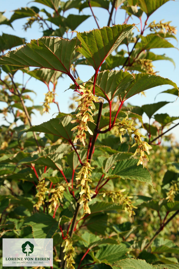 Acer davidii