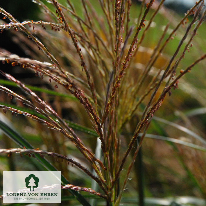 Miscanthus sinensis 'Yaku Jima'