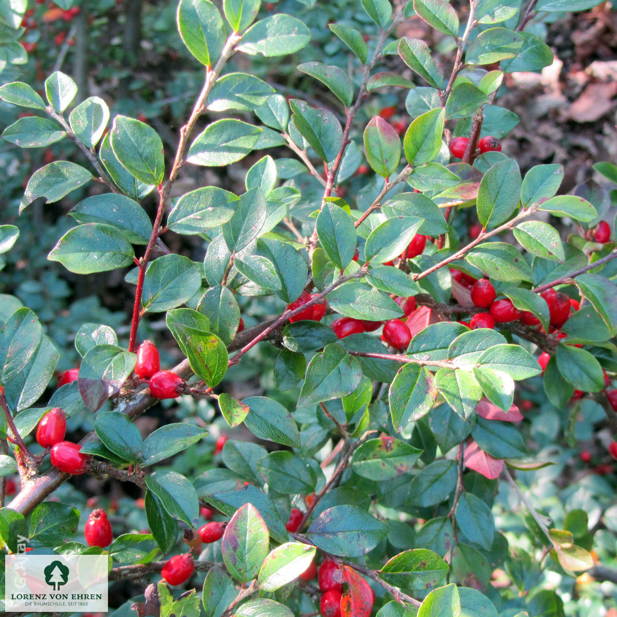 Cotoneaster divaricatus