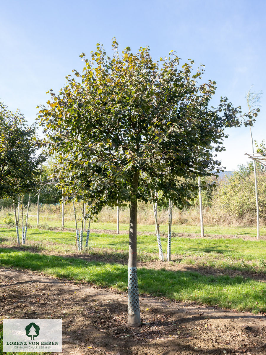 Tilia cordata 'Green Globe'