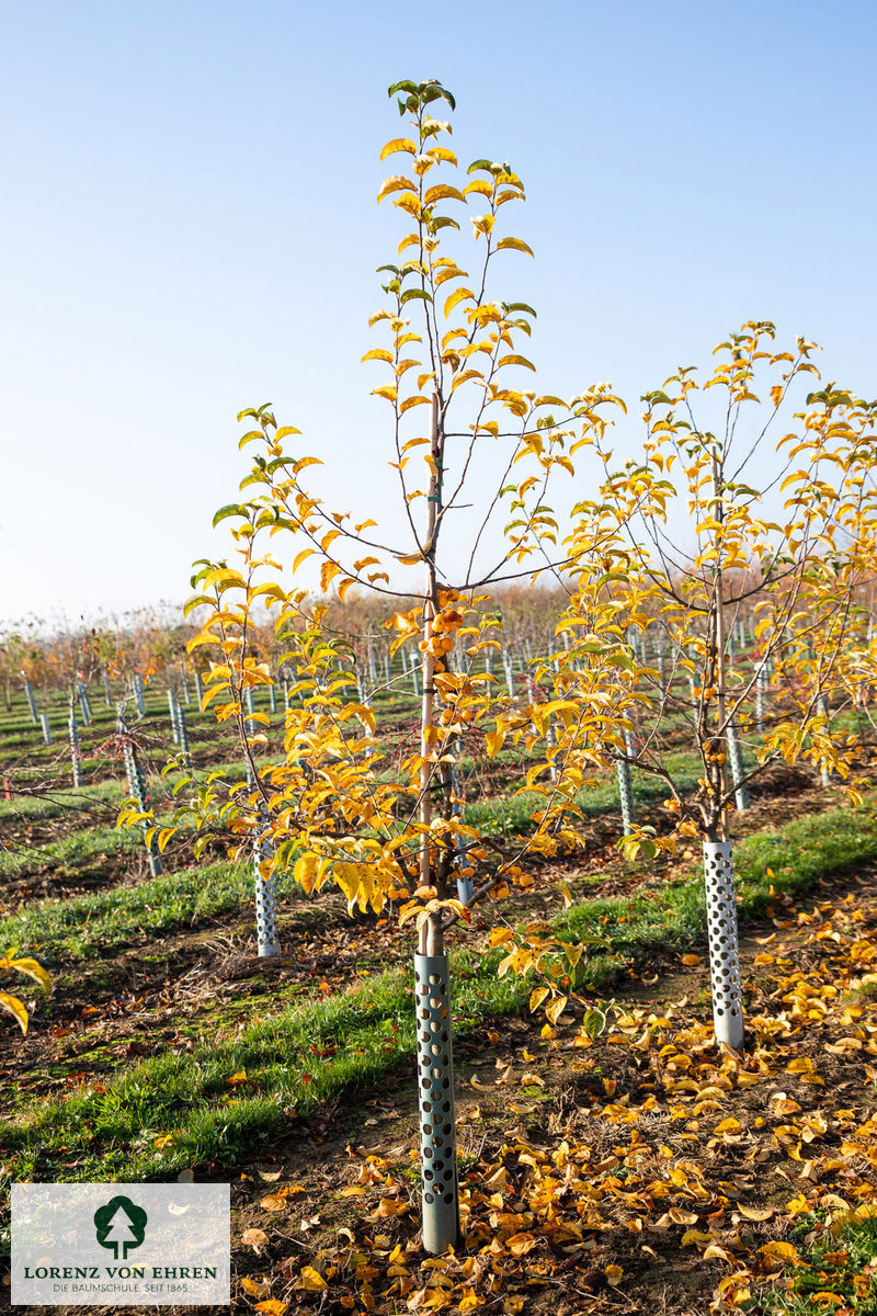 Malus 'Butterball'