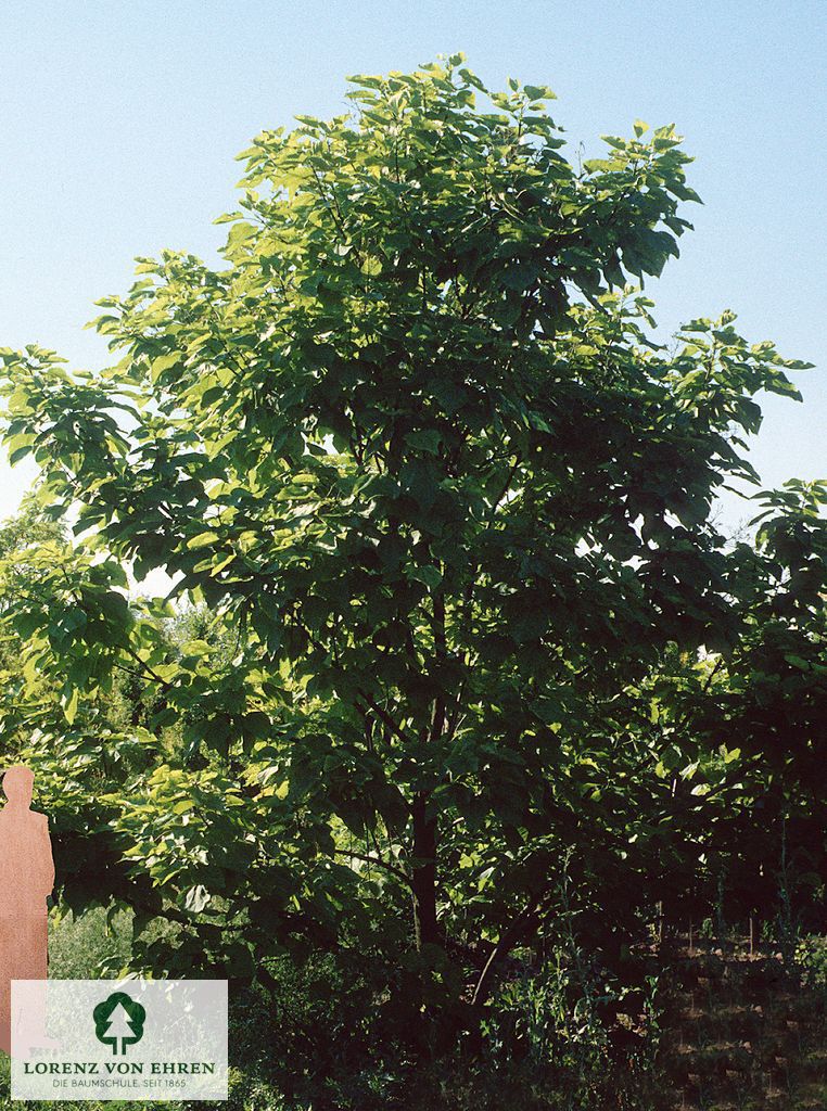 Magnolia liliiflora 'Nigra'