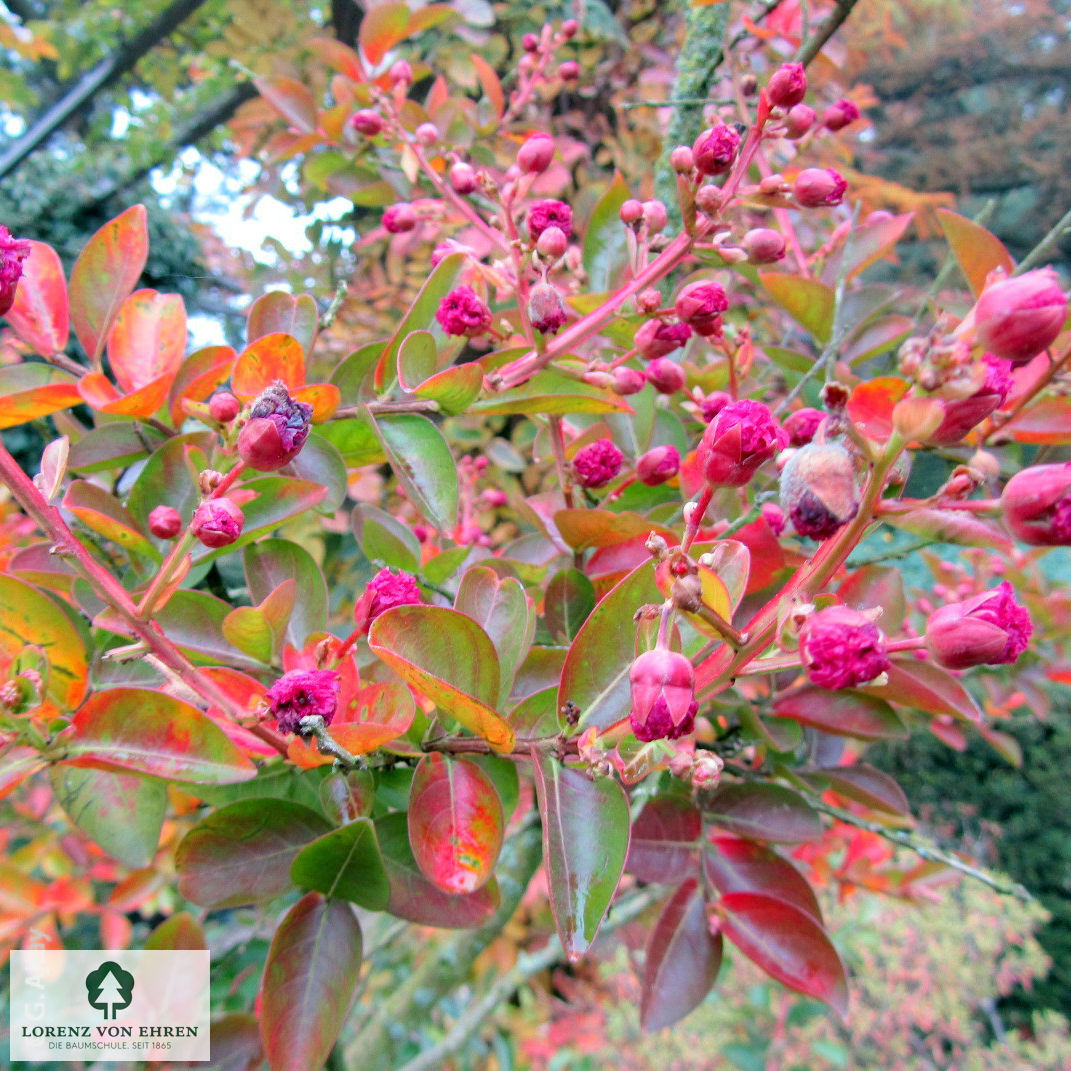 Lagerstroemia indica 'in Farben'