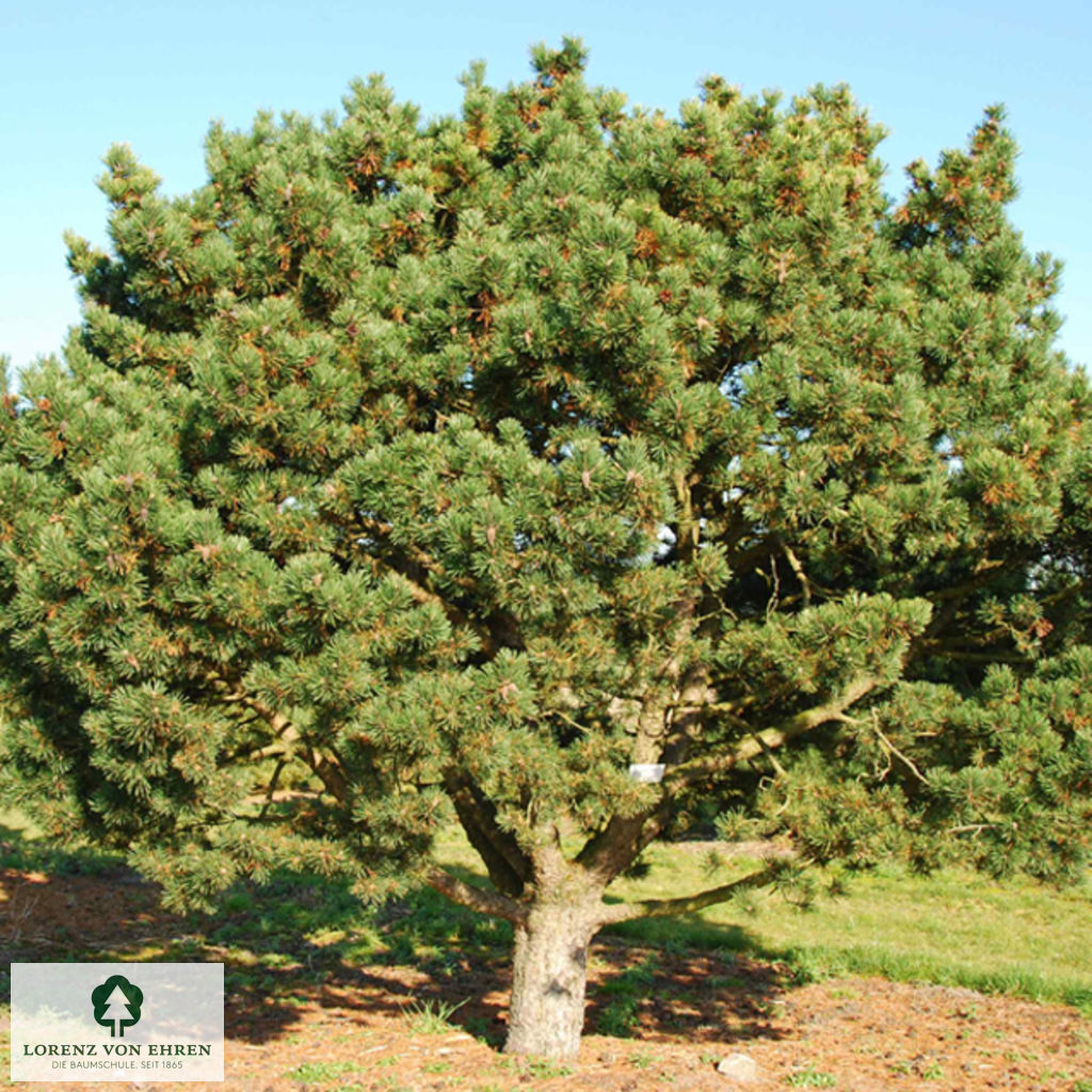 Pinus mugo