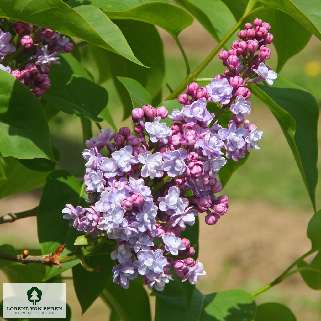 Syringa vulgaris 'Michel Buchner'