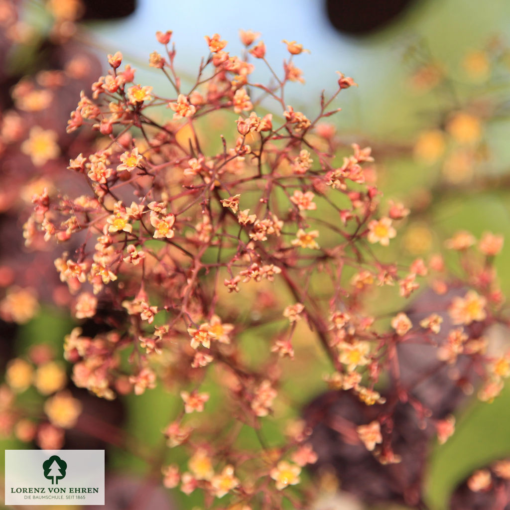Cotinus coggygria 'Royal Purple'