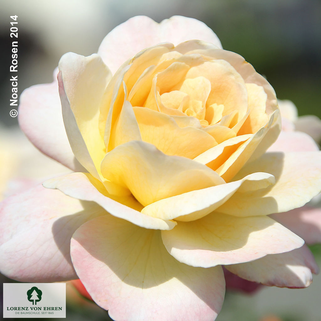 Rosa 'Hermann-Hesse-Rose'