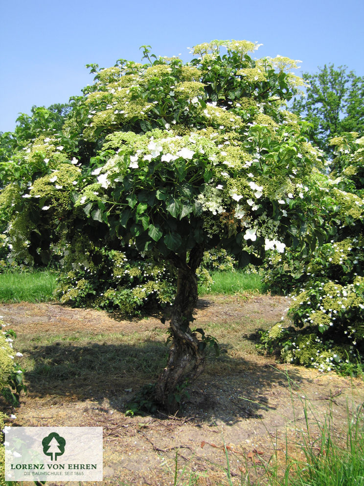 Hydrangea petiolaris