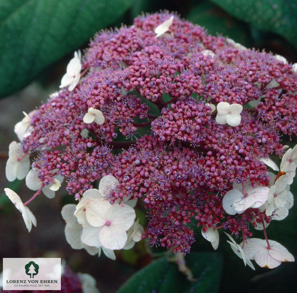 Hydrangea sargentiana