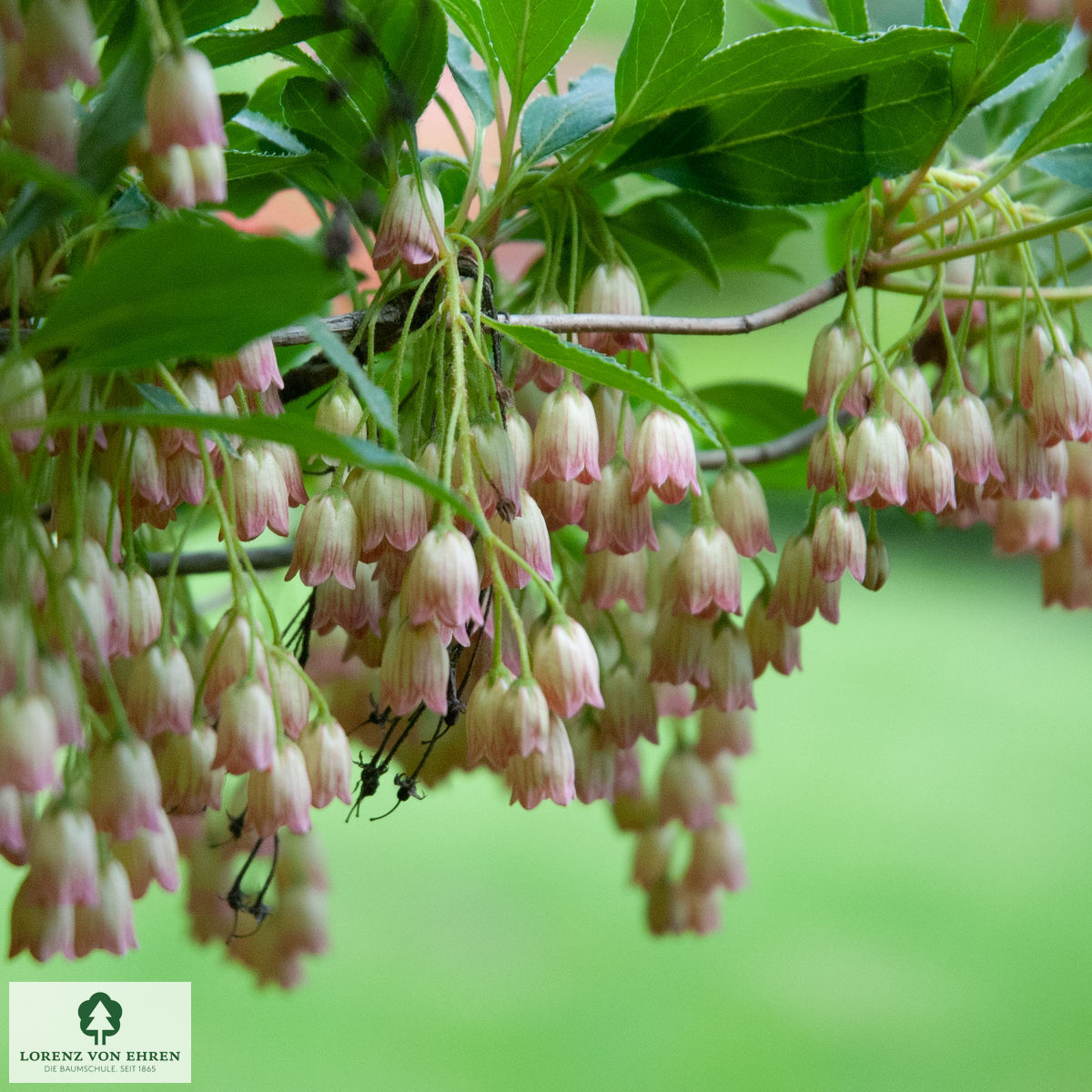 Enkianthus campanulatus