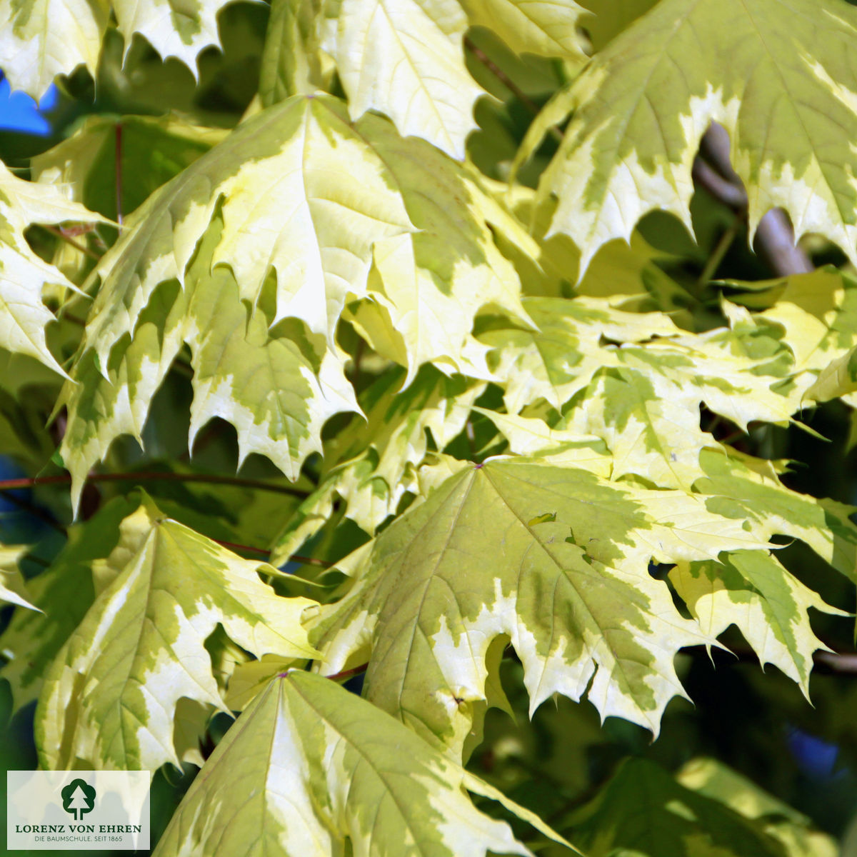 Acer platanoides 'Drummondii'