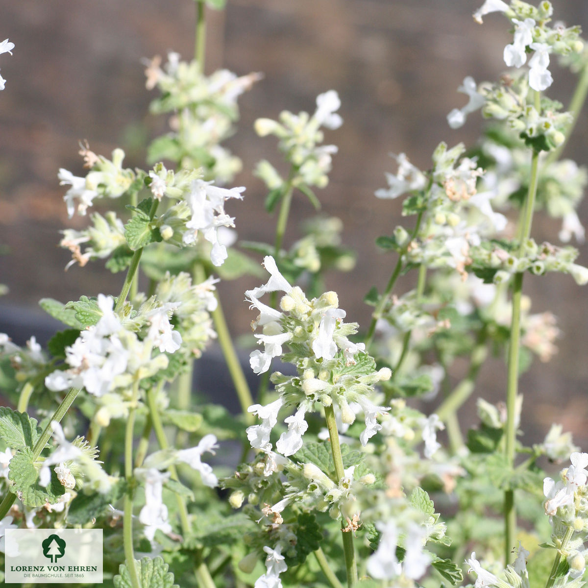 Nepeta faassenii 'Alba'