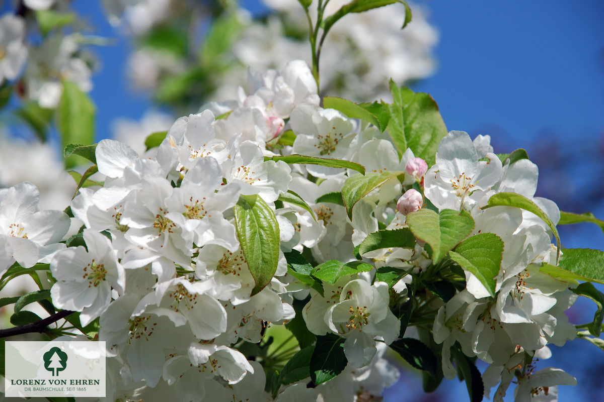 Malus 'David'