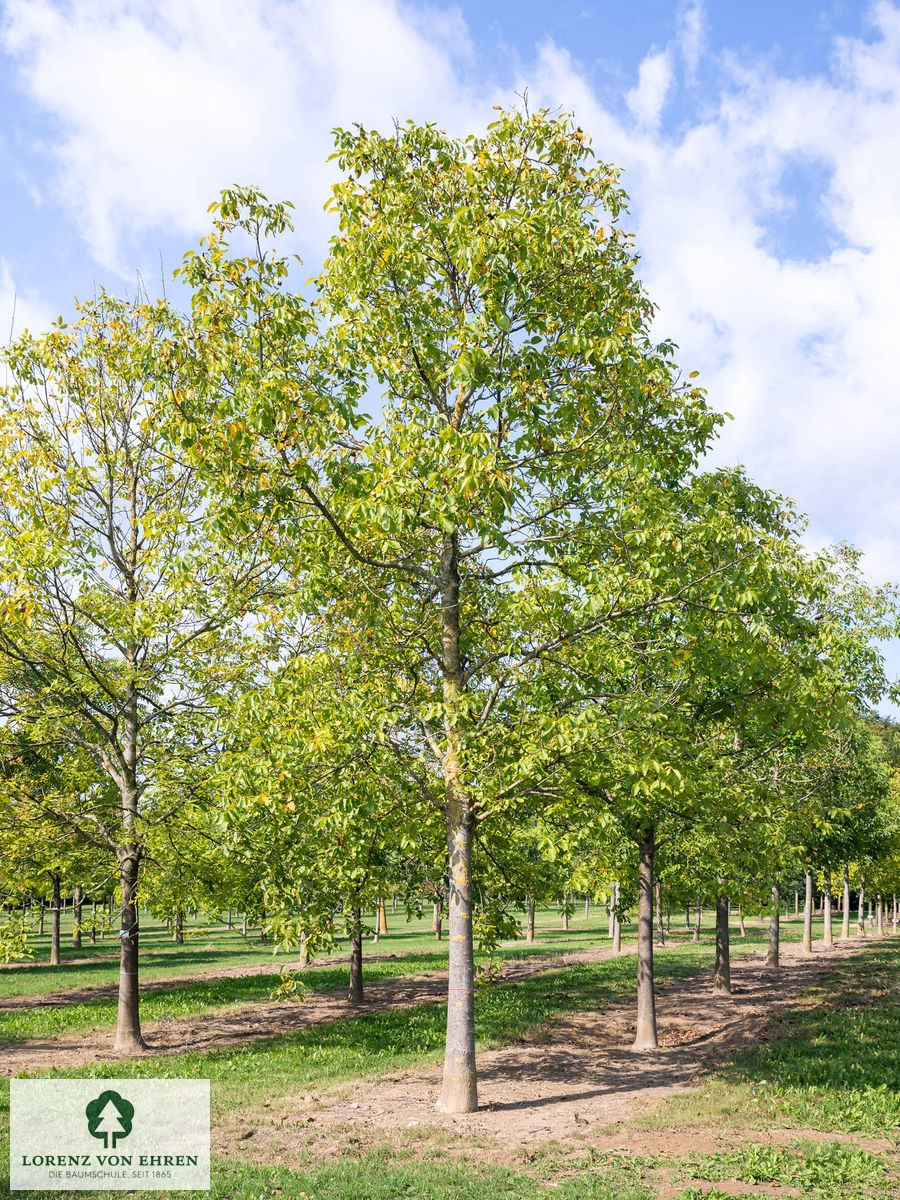 Juglans regia