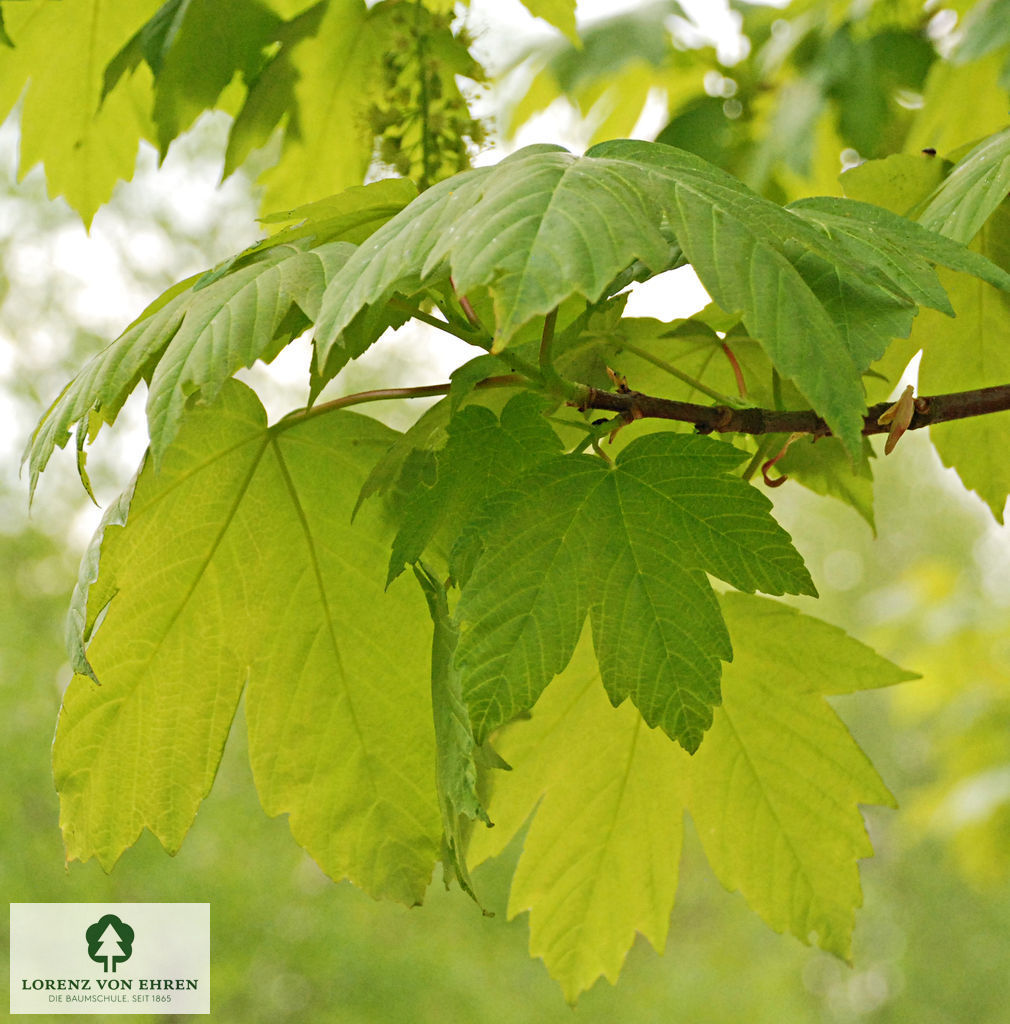 Acer pseudoplatanus