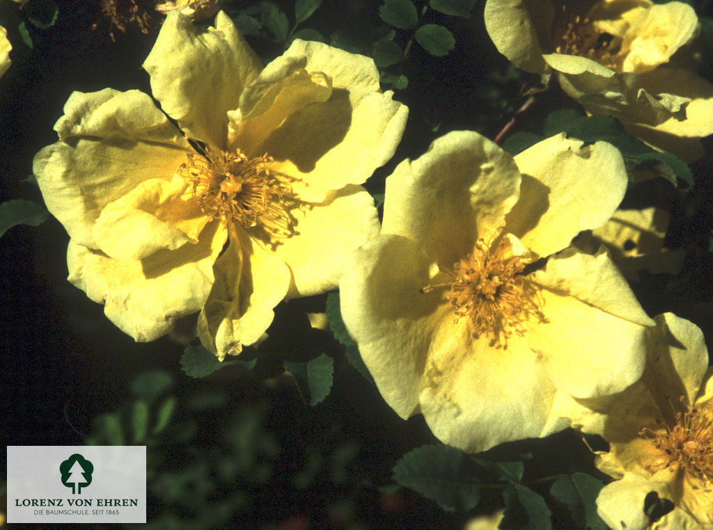 Rosa hugonis