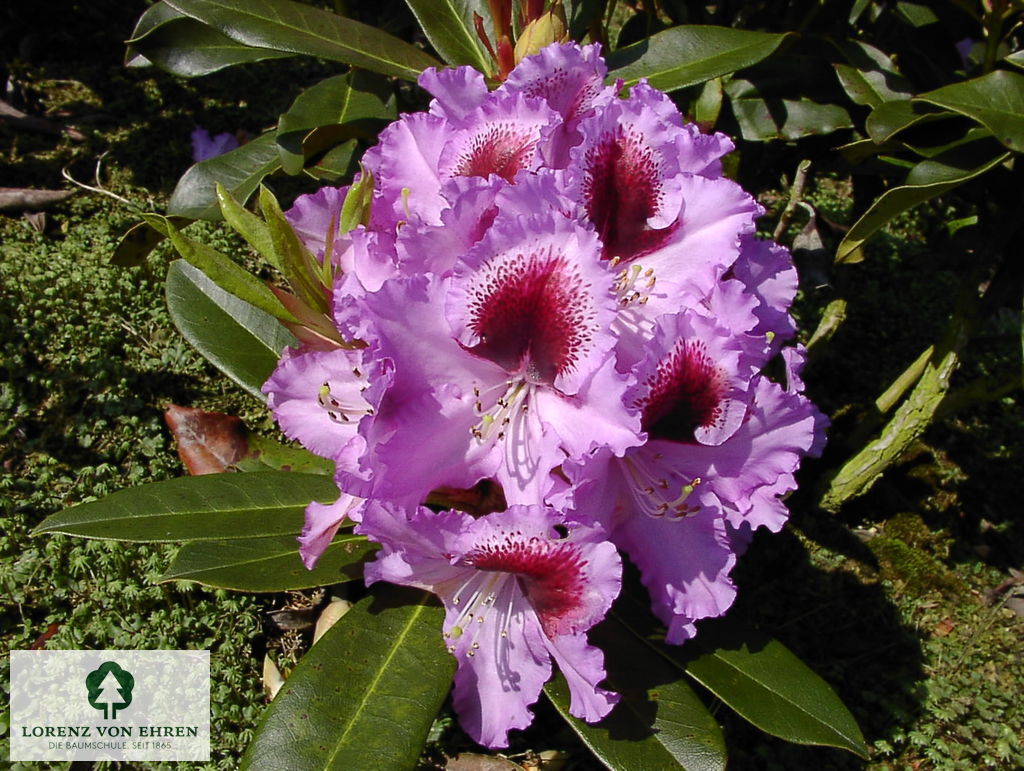 Rhododendron Hybride 'Kabarett'