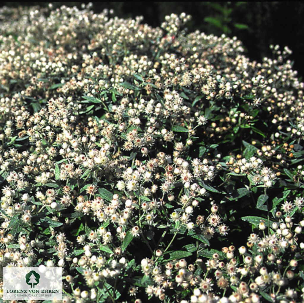 Anaphalis triplinervis 'Sommerschnee'