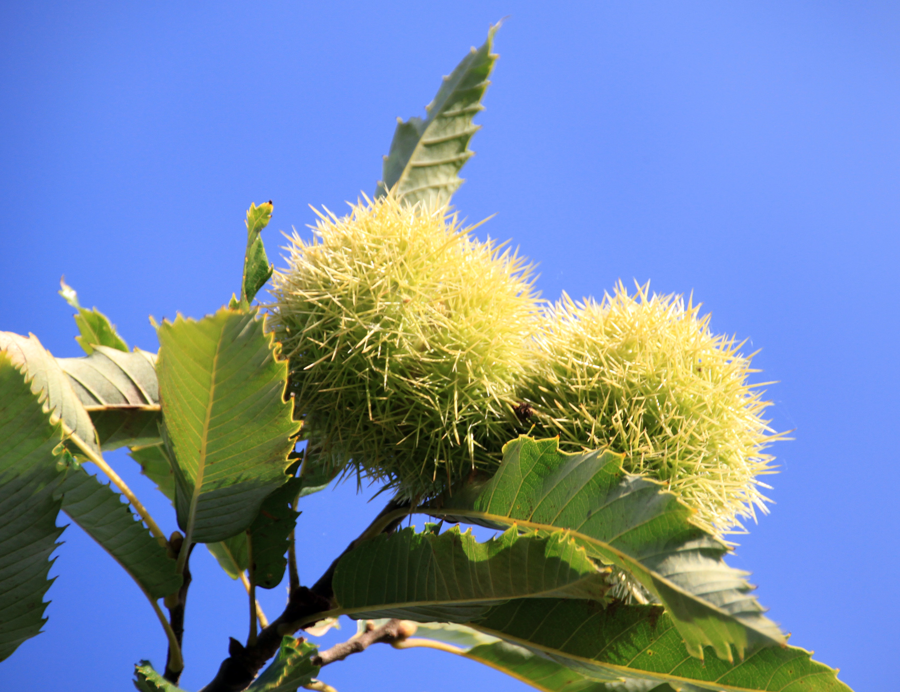 Castanea sativa Unikat