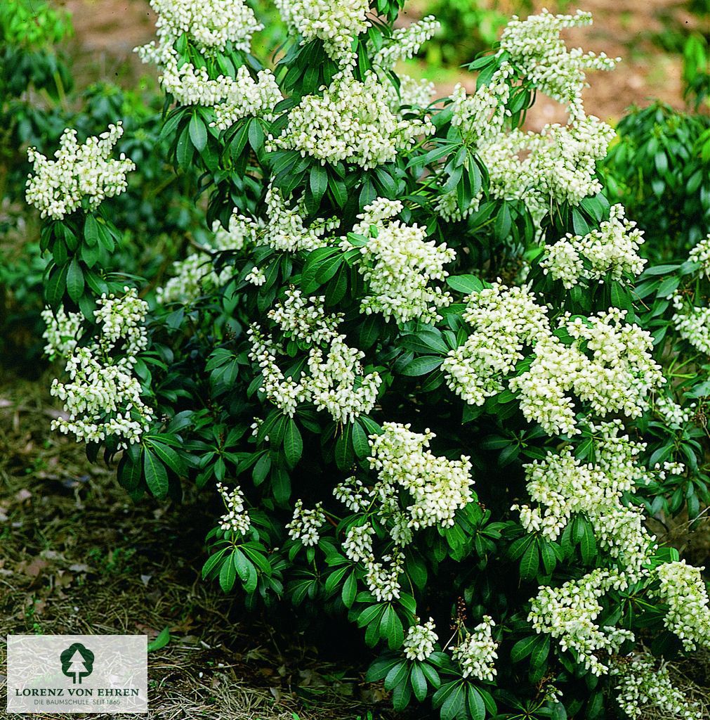 Pieris japonica 'Purity'