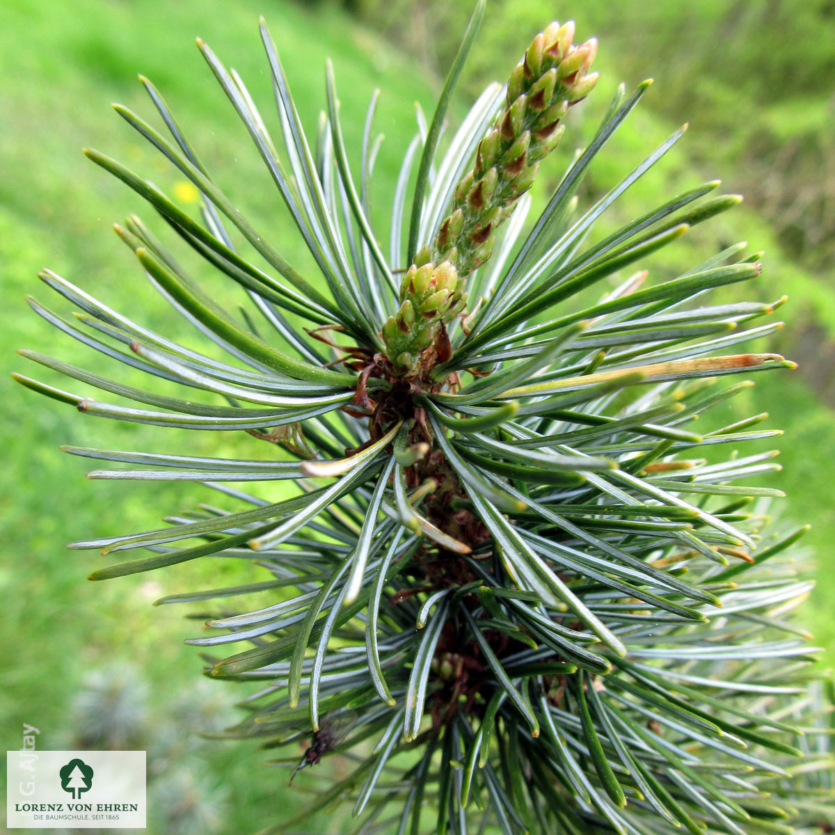 Pinus parviflora 'Negishi'