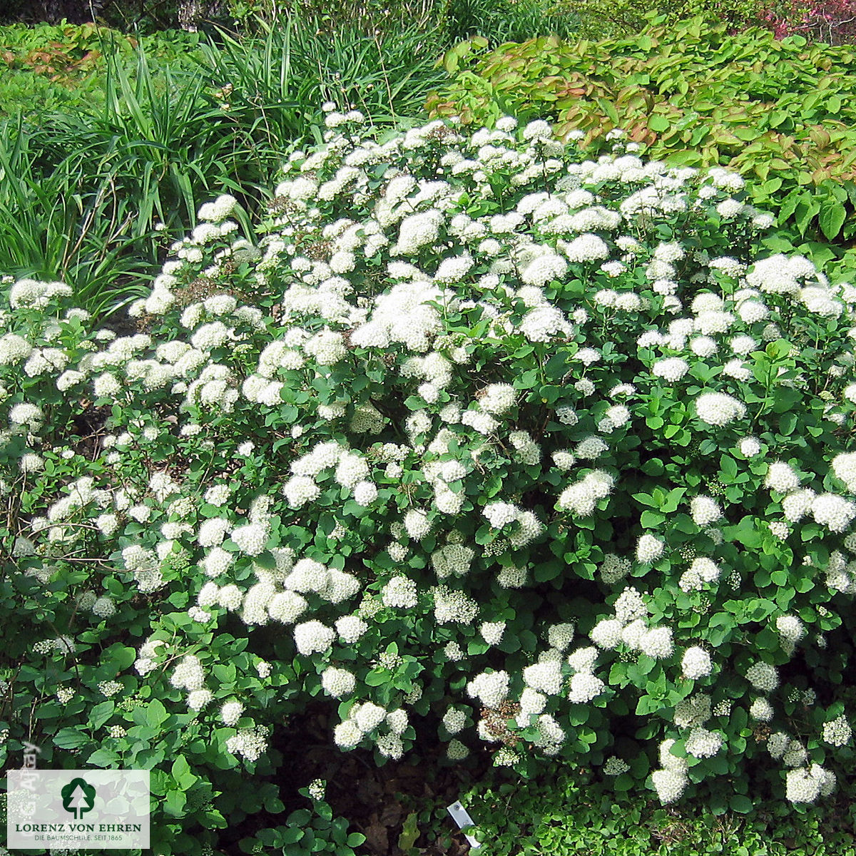 Spiraea betulifolia