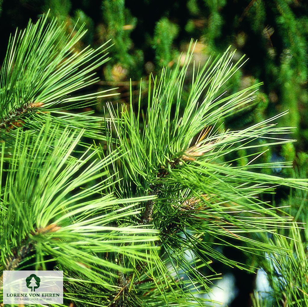 Pinus jeffreyi