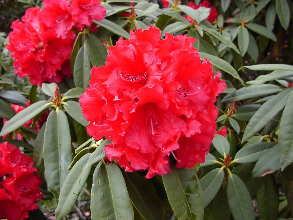 Rhododendron Hybride 'Taurus' in leuchtend reinroter Blüte, gewellte Ränder, nicht verblassend.