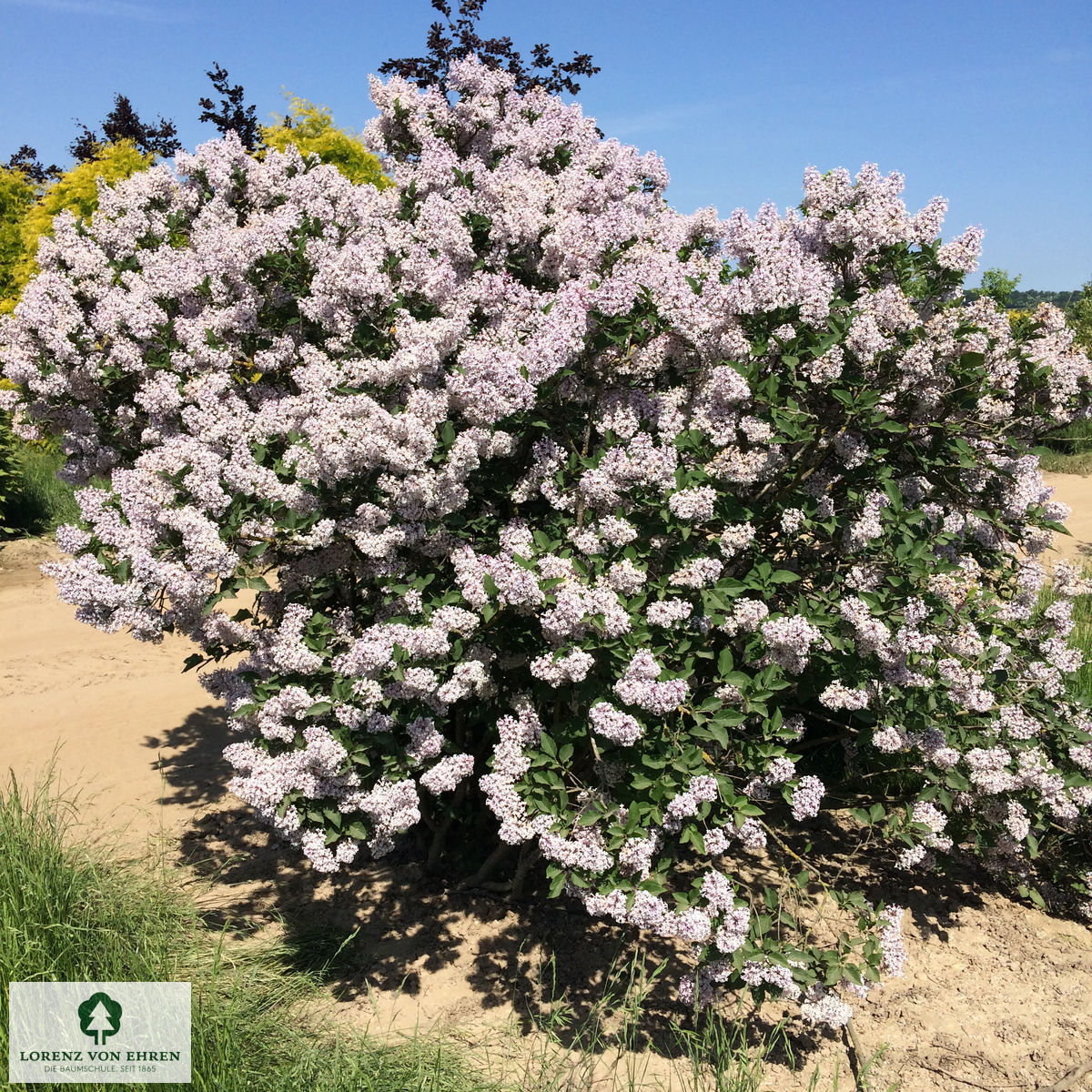 Syringa patula 'Miss Kim'