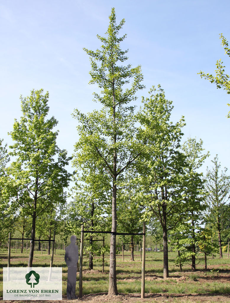 Ein Ginkgo biloba