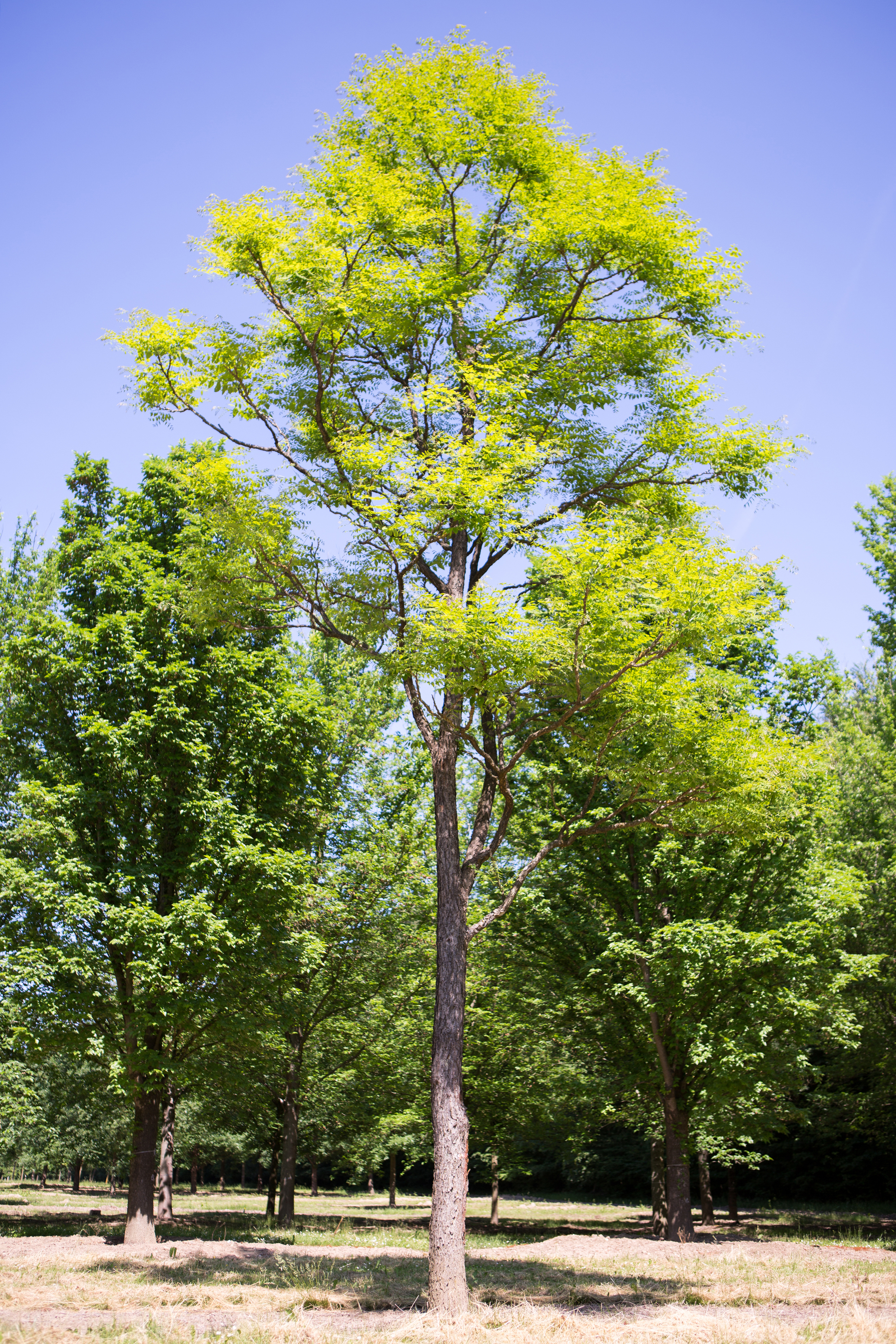 Gymnocladus dioicus Unikat
