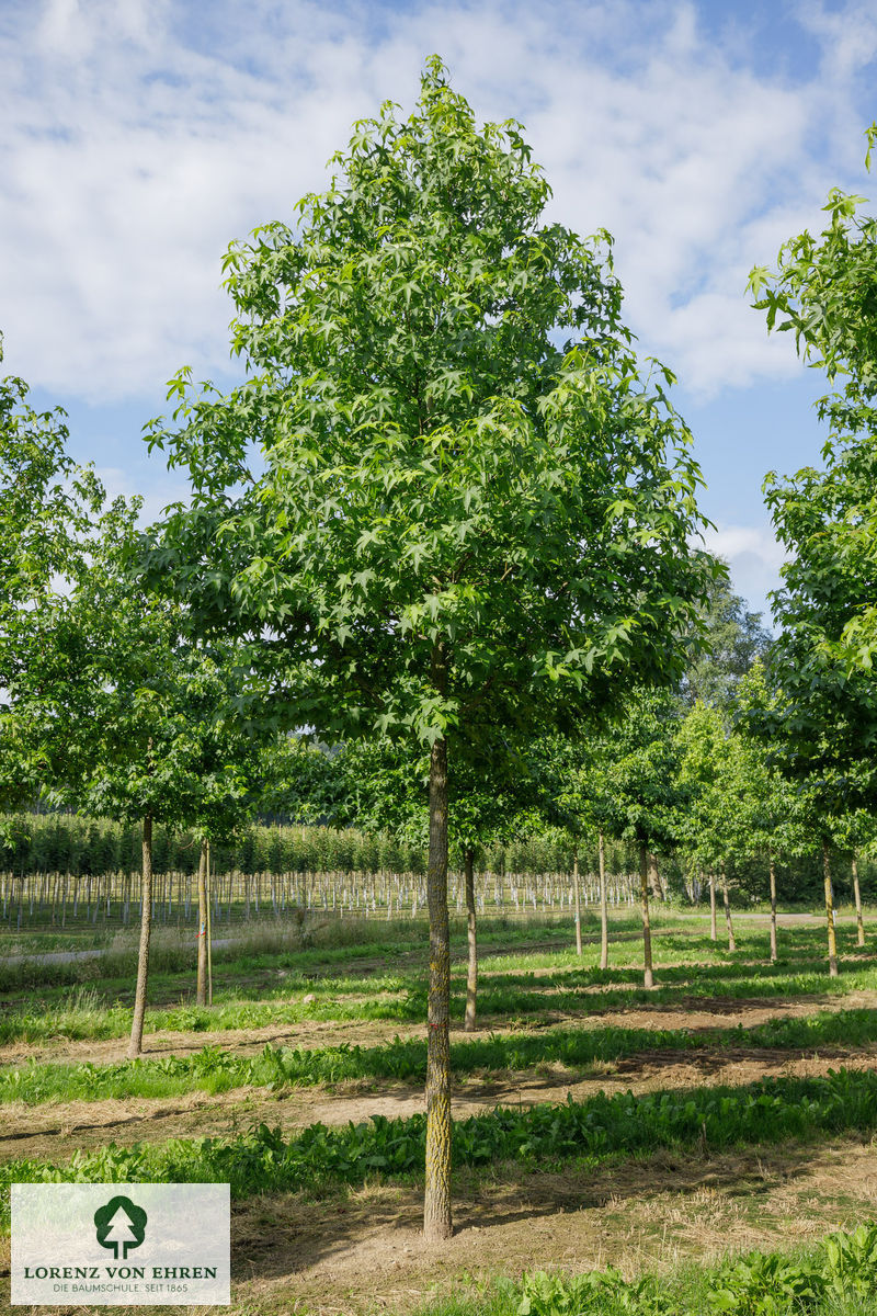 Liquidambar styraciflua