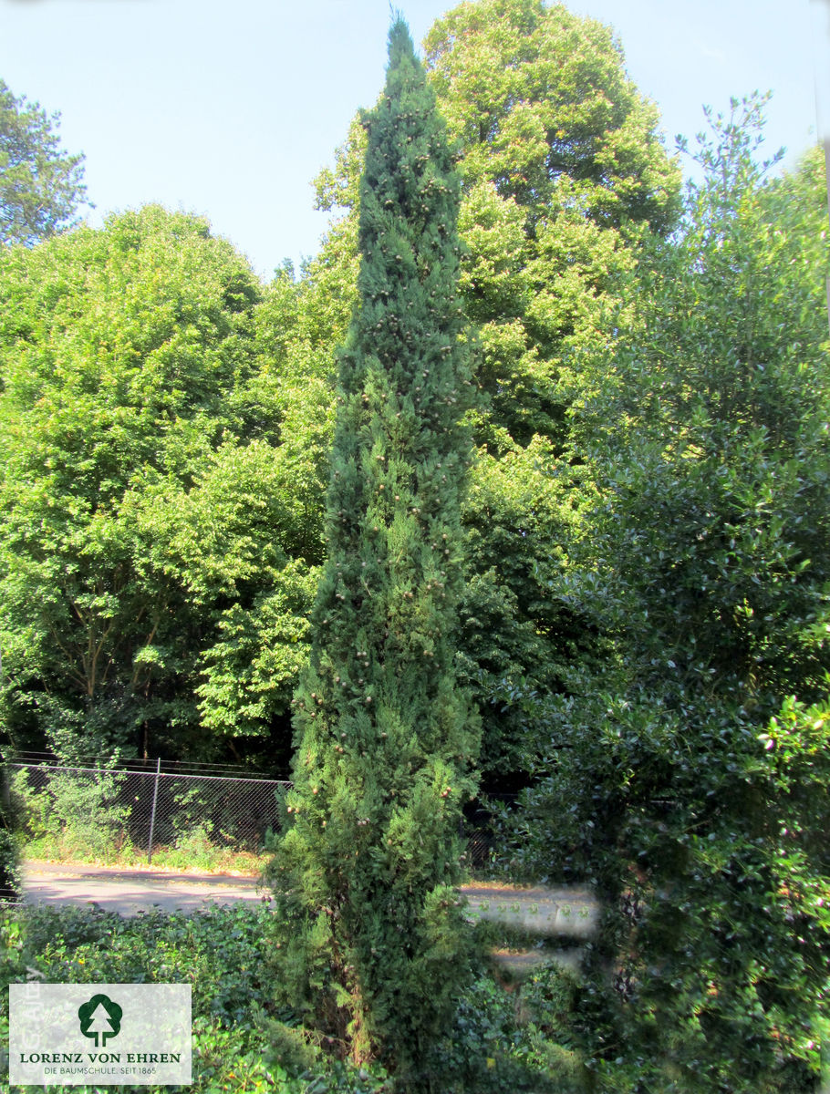 Cupressus sempervirens 'Pyramidalis'